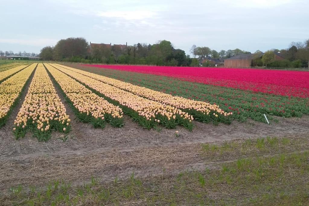 Cottage Egmond-Binnen Met Besloten Tuin 외부 사진